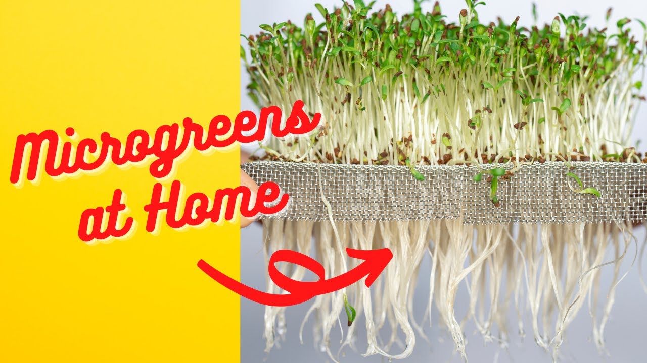 Grow Microgreens at Home Without Soil Upcycle DIY