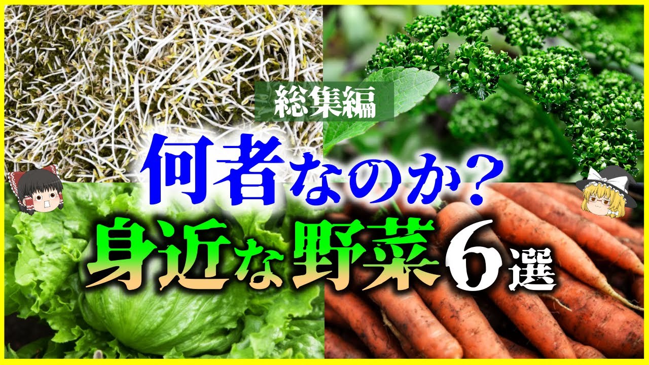 【ゆっくり解説】【総集編】何者なのか？身近な野菜6選を解説/もやし、パセリ、ニンジン、レタス、ナス他＜作業用＞＜睡眠用＞