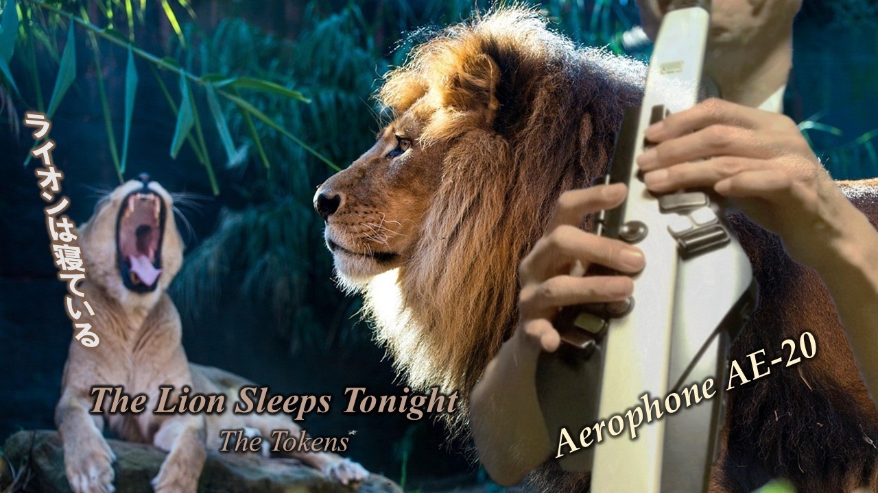 ライオンは寝ている  （The Lion Sleeps Tonight ）/  ザ・トーケンズ （The Tokens）【Aerophone】