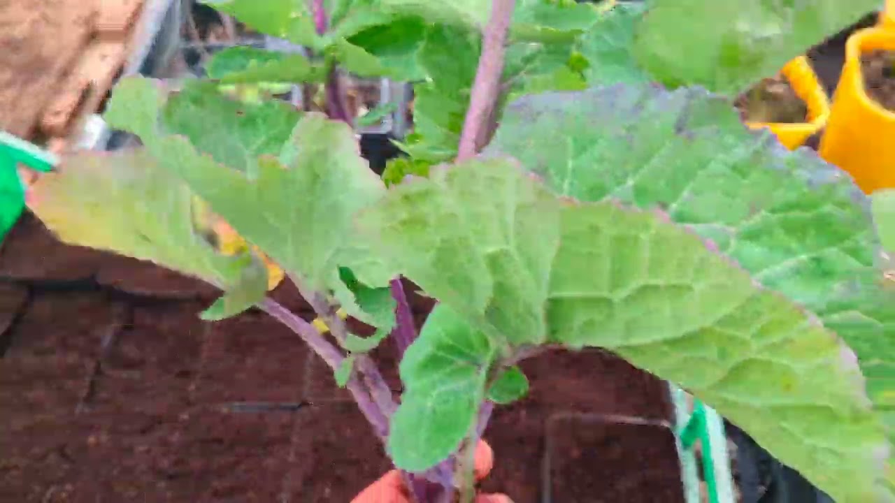 Perennial Kale (Taunton Deane): how to use it and propagate it