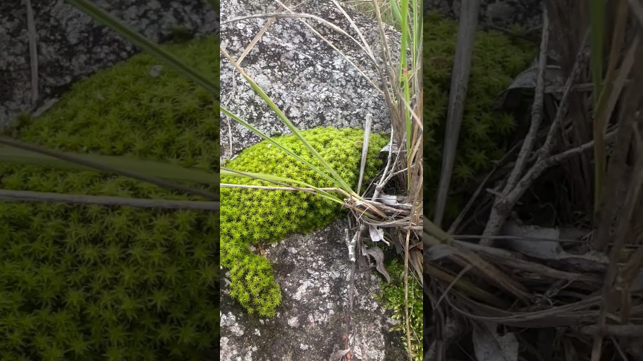 4K VLOG:  moss is just moss