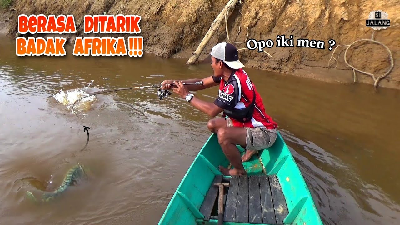 Seperti Inilah Ganasnya Tarikan Toman Cap Badak Hijau Afrika !!!