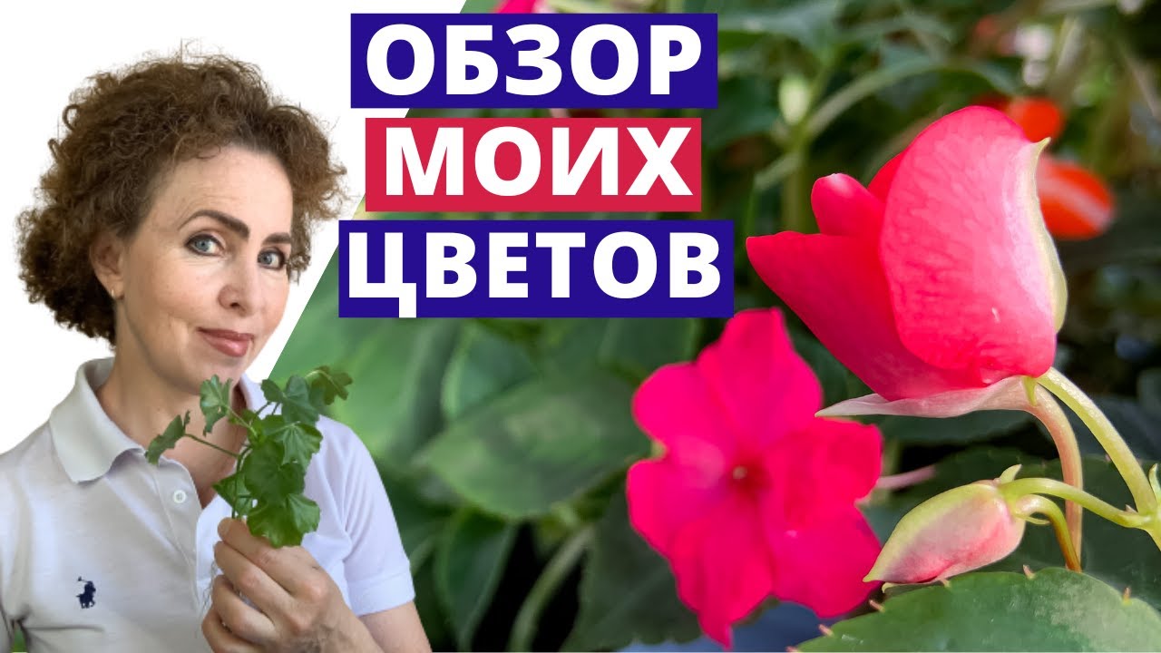 ОБЗОР моих Цветов на балконе