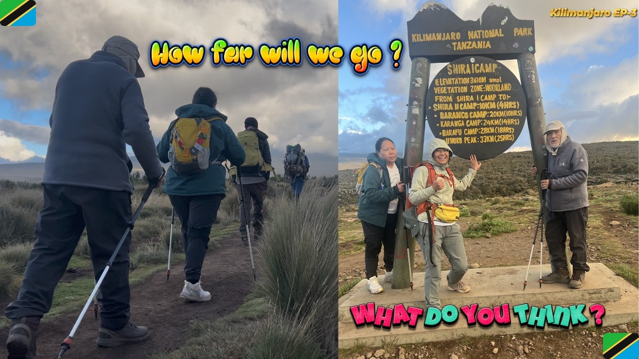 Big tree camp to Shira camp -1#tibetanvlogger #kilimanjaro #hiking #travel #7summits #tanzania