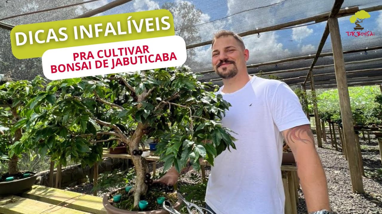 Dicas de sucesso para o cultivo de Bonsai de Jabuticaba