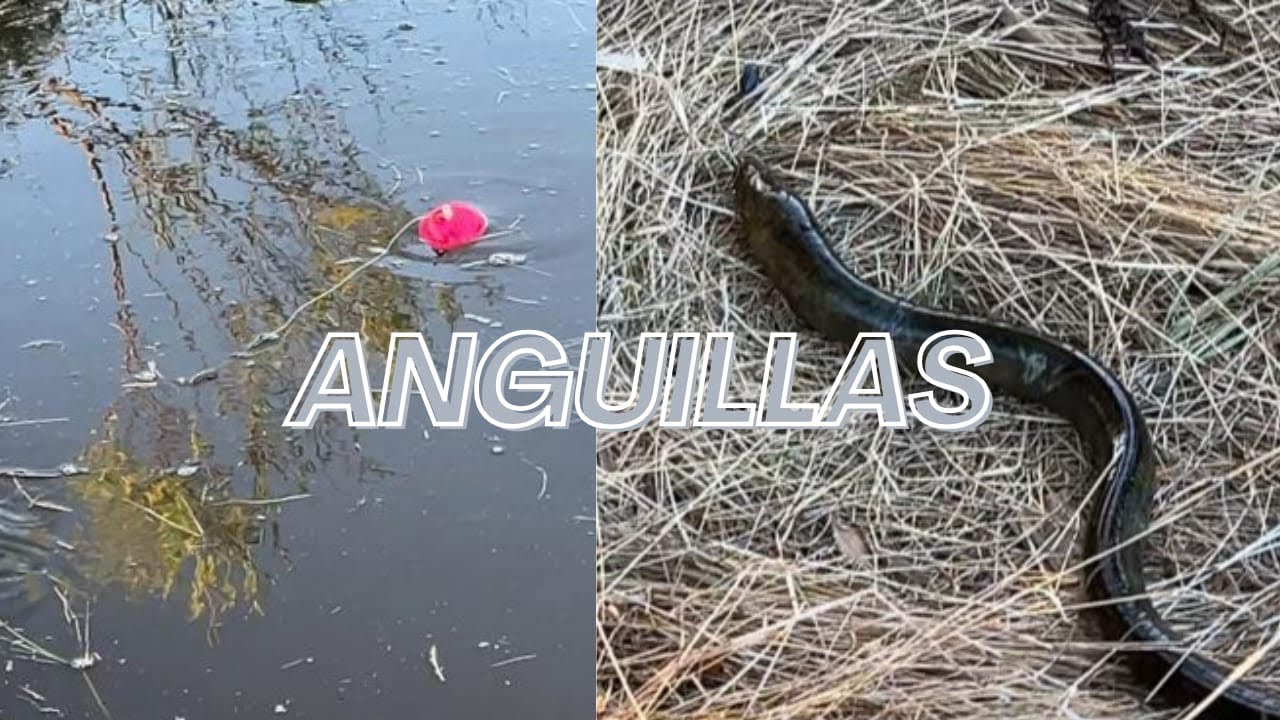 Pescando anguilas