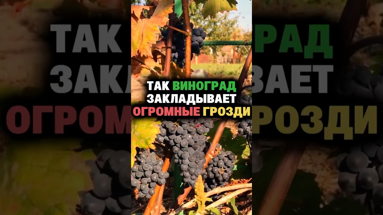 After this, the grapes form huge bunches #grapes #harvest #fertilizer #vegetable garden #harvest