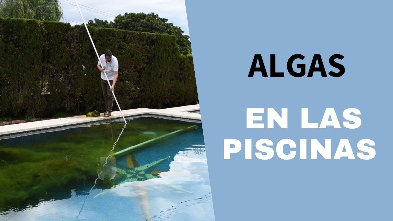 Como se eliminan las algas de las piscinas