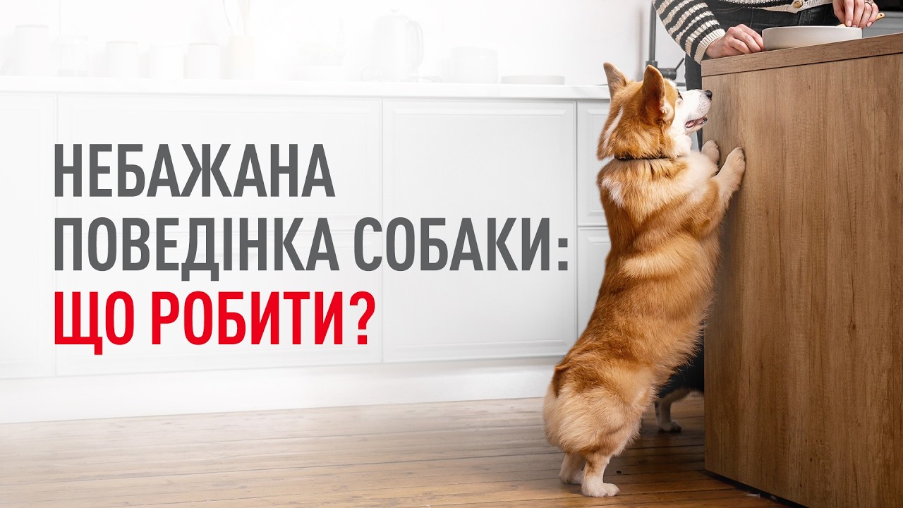 Небажана поведінка: причини, передумови та способи корекції