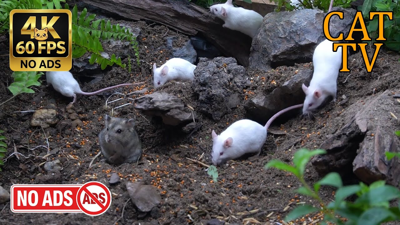 [NO ADS, NO AI] CAT TV Cinema 🐭 Massive White Mice Colony: Hollow Log Discovery - 4K 60FPS