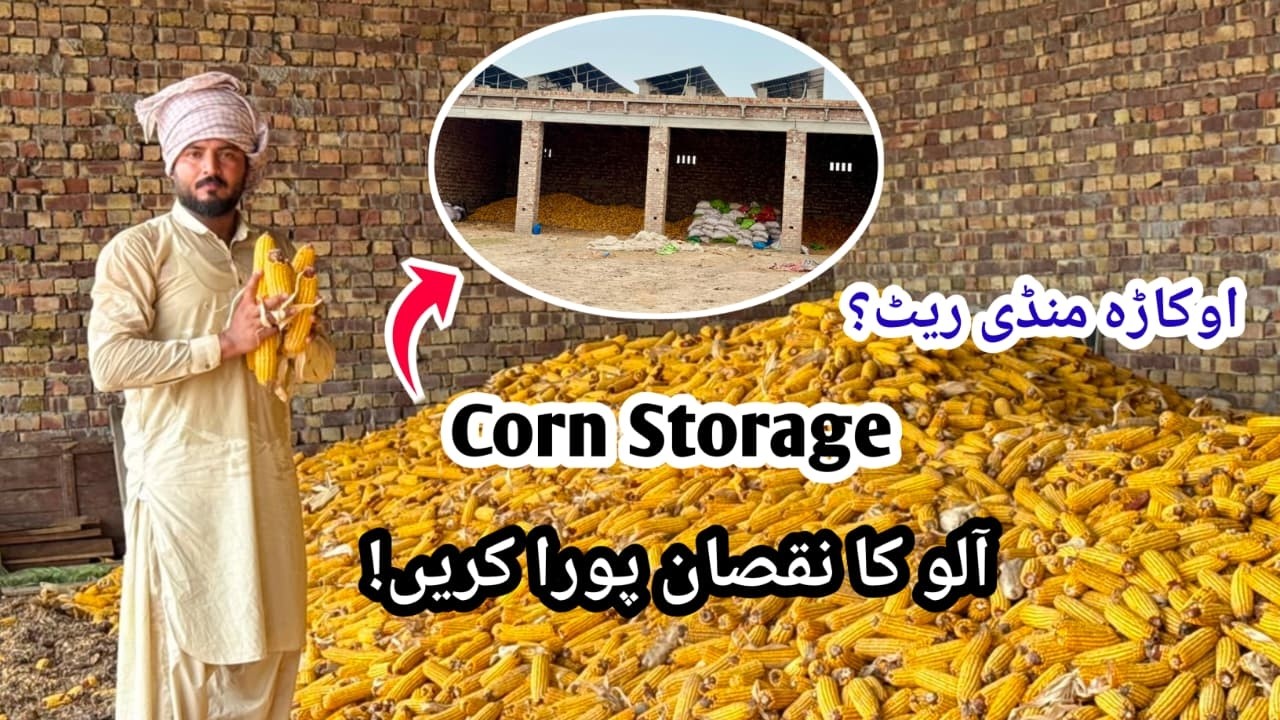 Maize Storage Strategy 2026 | Current Corn Rate in Okara Mandi & Farmer Tips