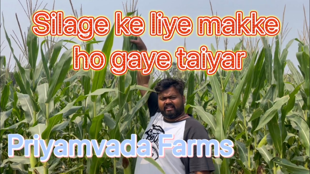 Silage ki taiyari shuru kal se lag jayega kaam- is baar 400 ton banega silage