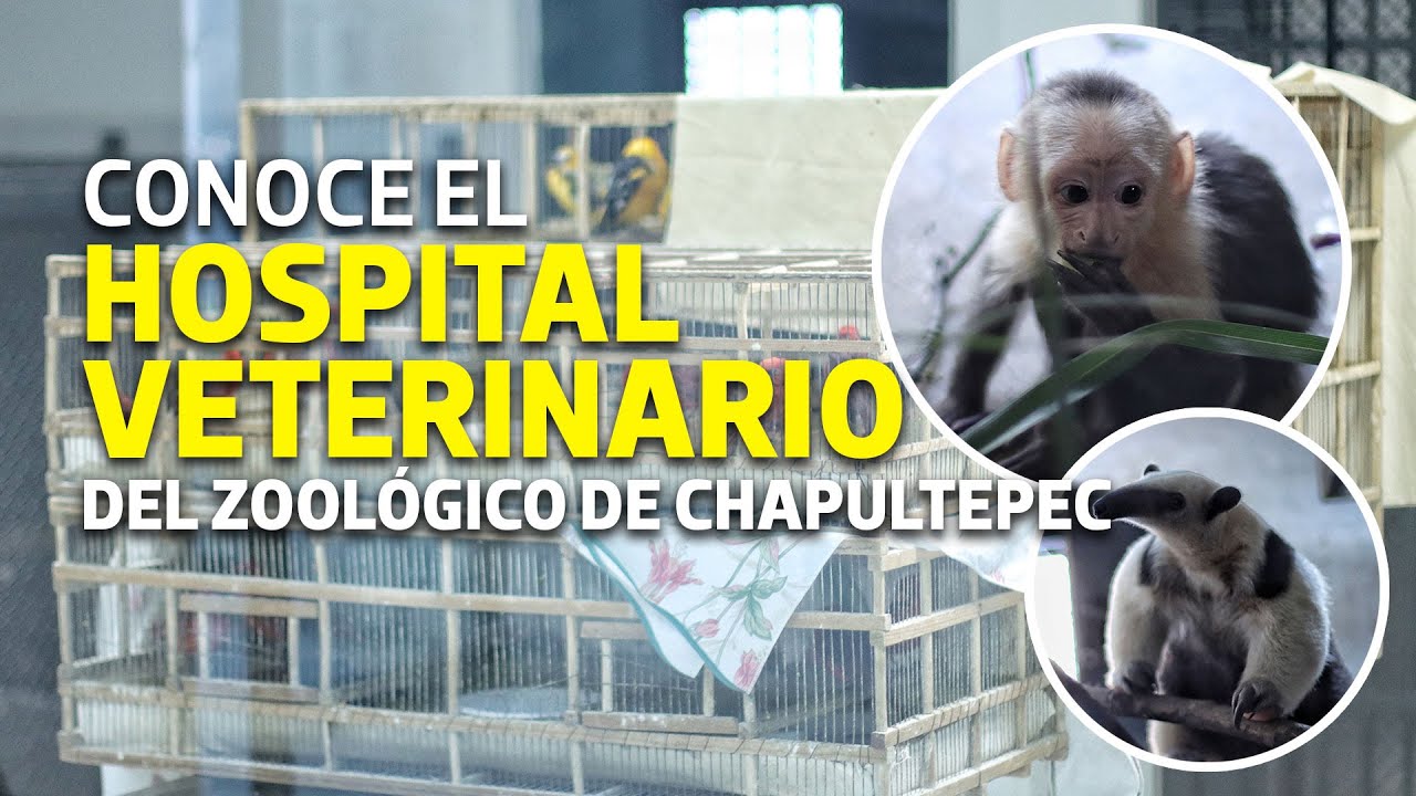 El Hospital Veterinario que atiende desde un león hasta un mono araña 🦁 🐒