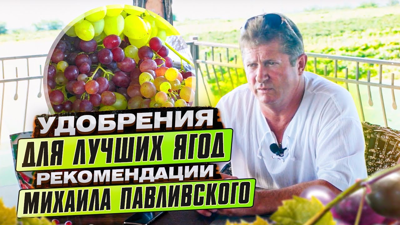 ЛУЧШЕЕ УДОБРЕНИЕ ДЛЯ ЯГОД. Михаил Павливский о комплексном минеральном удобрении 
