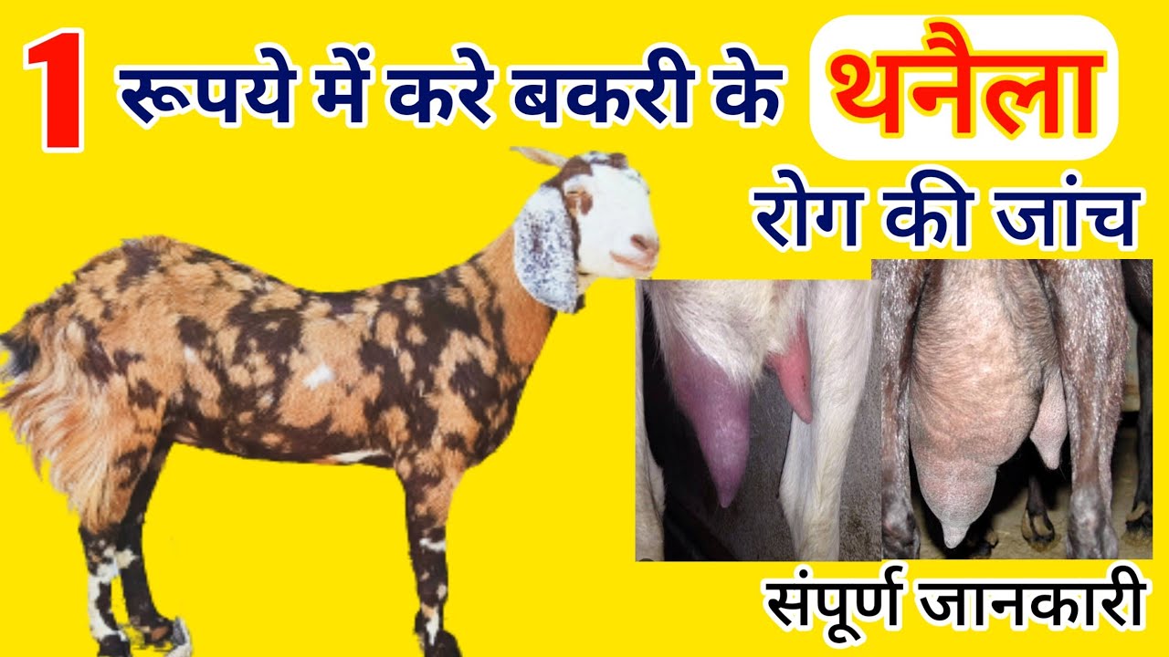 1 रूपये में करे बकरी में थनैला रोग की जांच/Bakri Me Mastitis ko Kese Pehchane