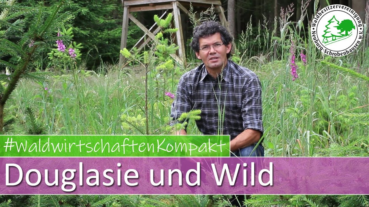 Waldwirtschaften Kompakt - Douglasie und Wild
