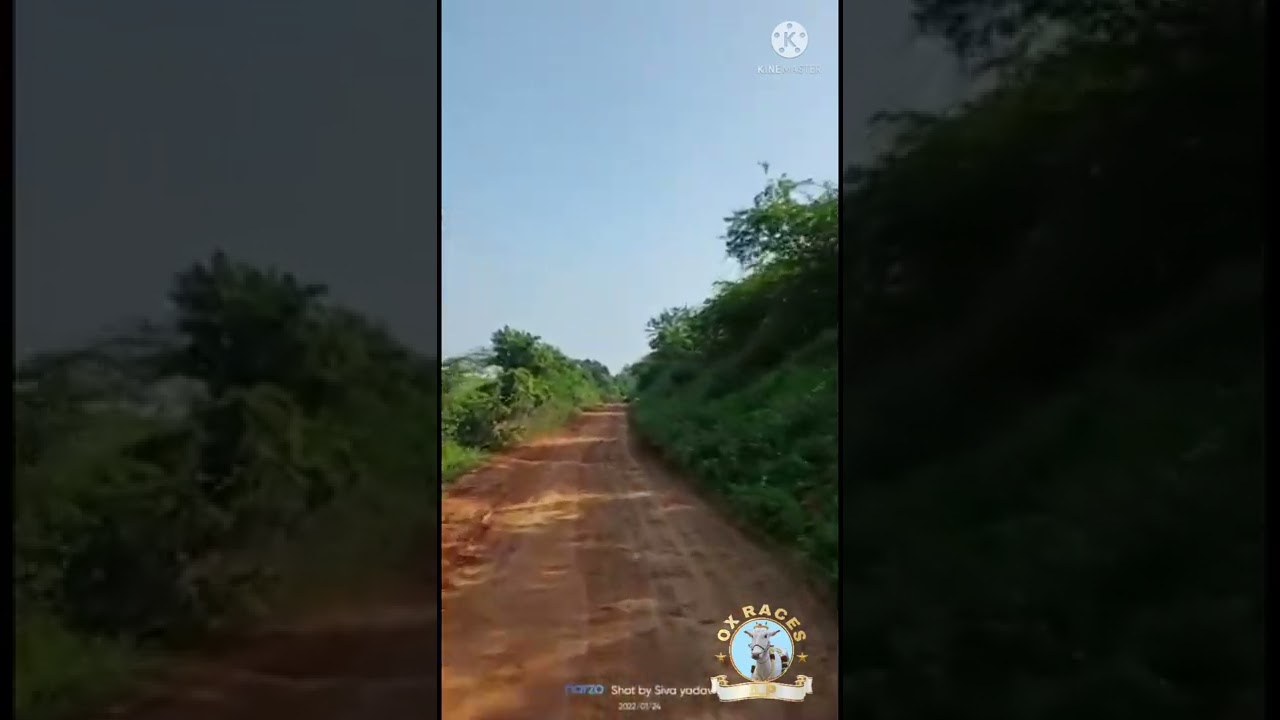 ముదువర్తి ఎడ్ల పరుగు పందెం డొంక  muduvarthi ox  race track