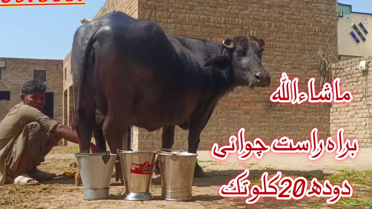 Live Milking // pure nili Ravi Buffalo's for sale in Punjab Pakistan on YouTube 13 March 2026