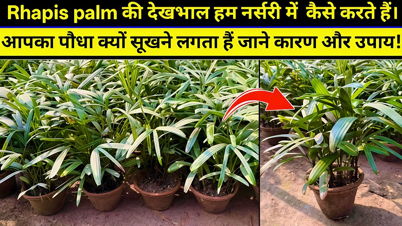 Rhapis Palm Grow & Care Tips  | Lady Palm 