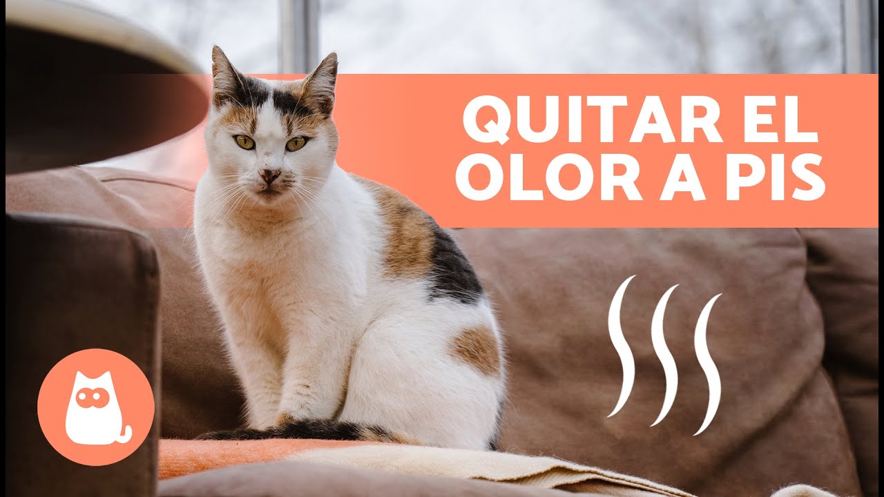 ¿Cómo eliminar el OLOR a ORINA de GATO en casa? 🐈 | 7 Remedios Caseros ✅