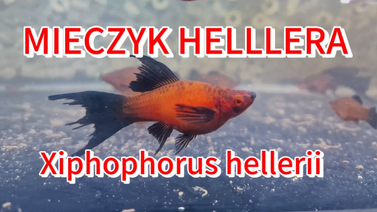 MIECZYK HELLLERA Xiphophorus hellerii