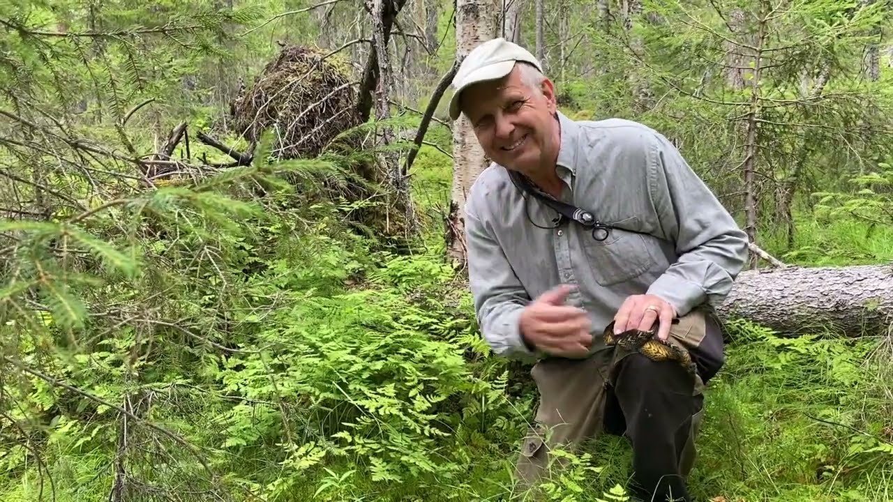 Hövdingaspen och skogsfrun med Mats Karström