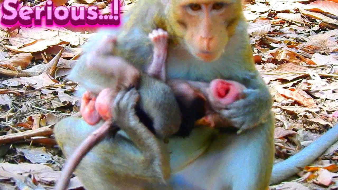 Unbelievable! Unknown How To Nursing Newborn & Att//acked Seriously Nearly Everyday...!