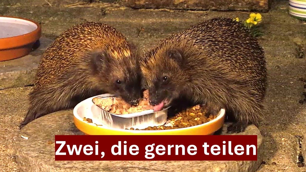 So süß ! Zwei Igel-Generationen Nase an Nase am Fressnapf, Nr. 207 (10.08.2024)