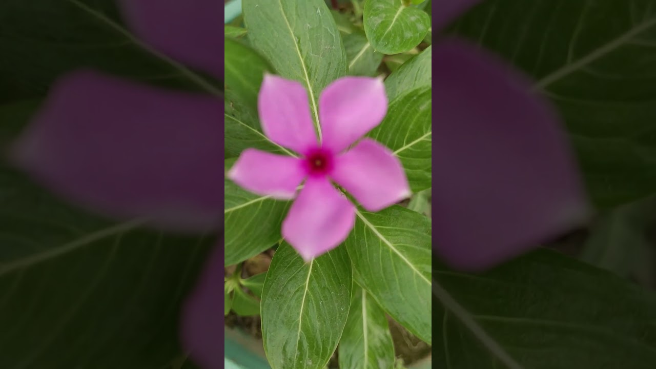 sadabahar plant how to grow seed's #plants #gardening #homegardening #shorts #plants #ytshorts