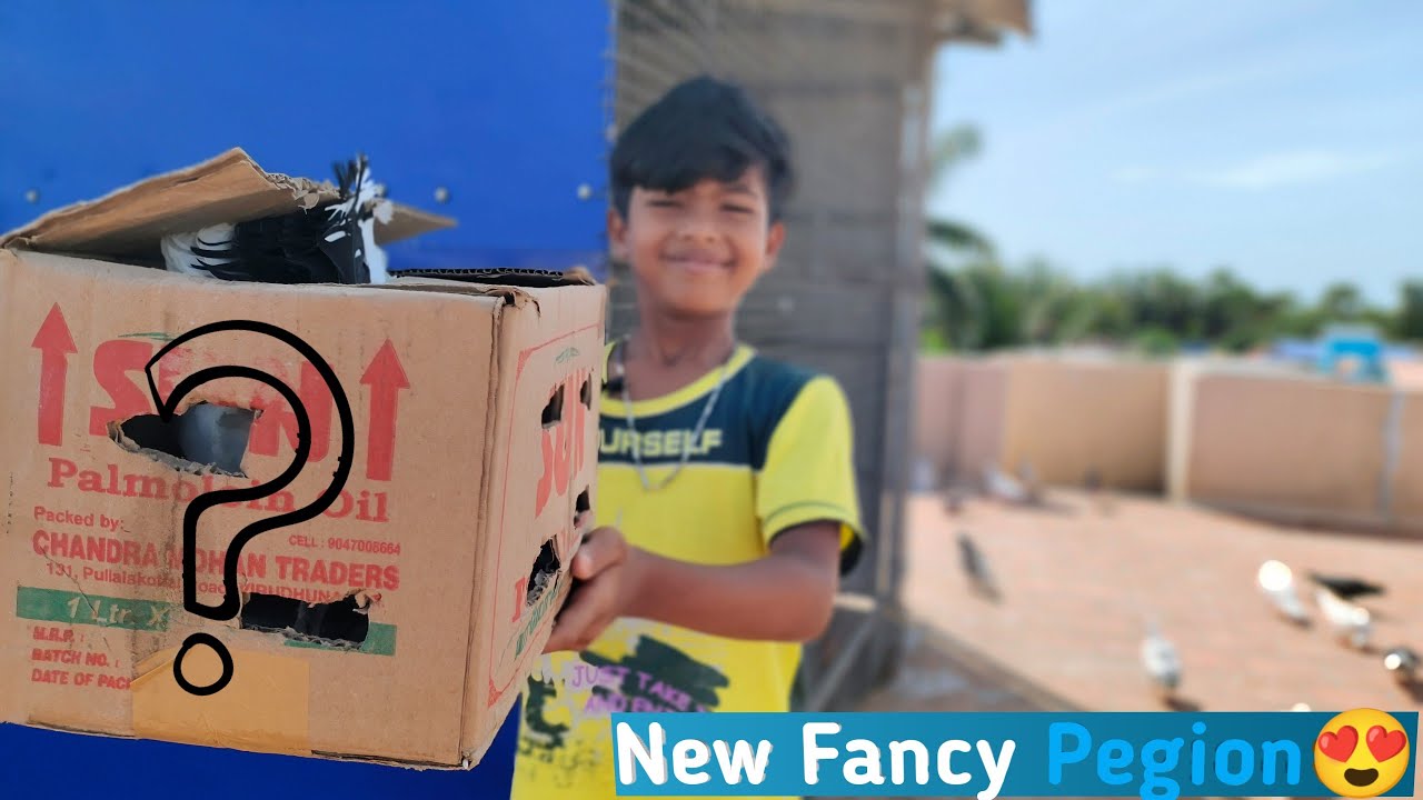நம்ம Loft-ku புது Fancy Pigeon வாங்கியாச்சு...❤️ | தமிழ் | #BlueLoft