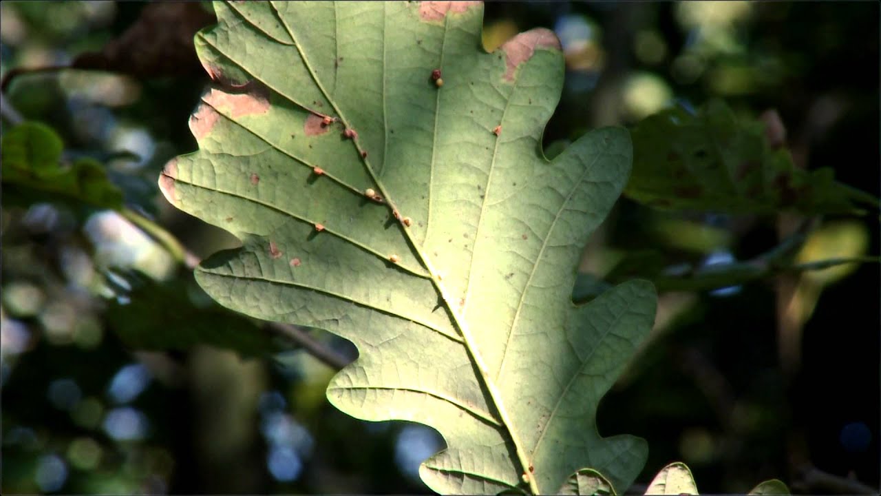 Árboles del Jardín Botánico Atlántico: el roble albar