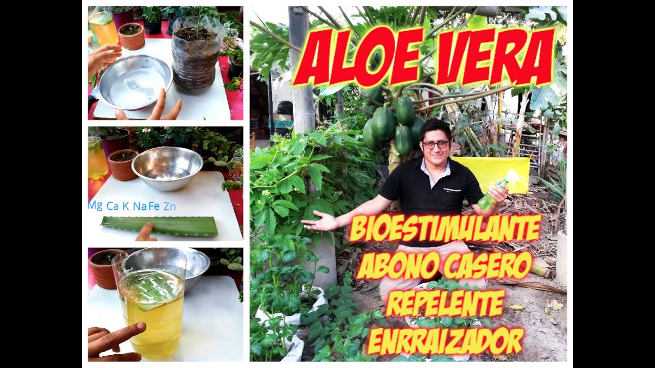 Aplicaciones de la Sábila o Aloe Vera en el huerto