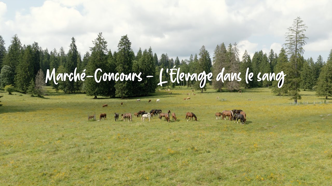 Marché-Concours - L'élevage dans le sang