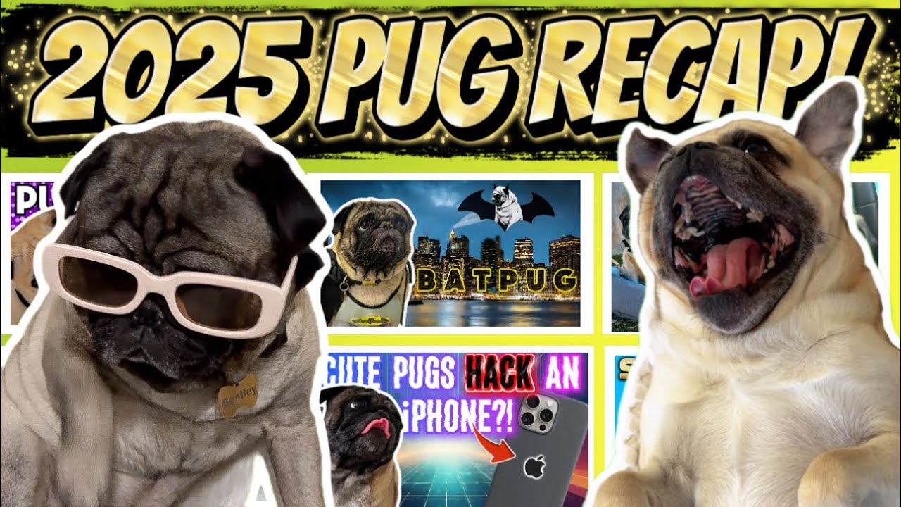 The BEST Pug Moments of 2025! (Cute & Funny Pug Compilation!)