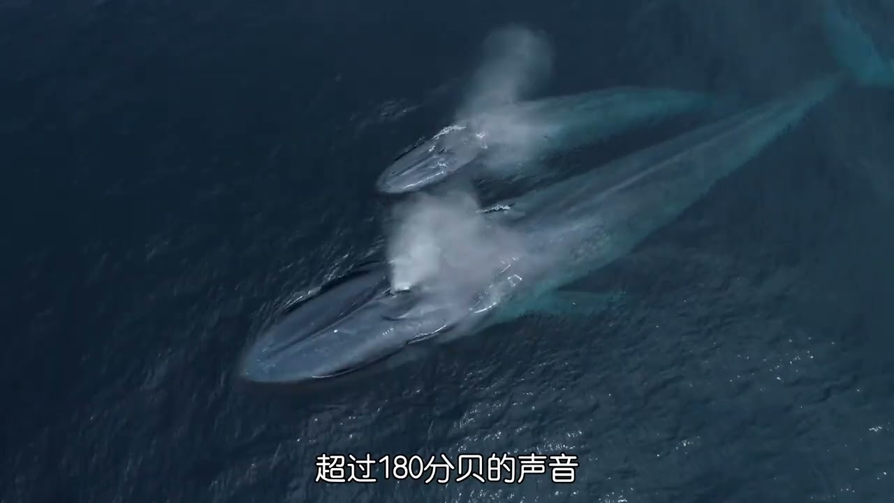 重达200斤的蓝鲸，也难逃人类的毒手