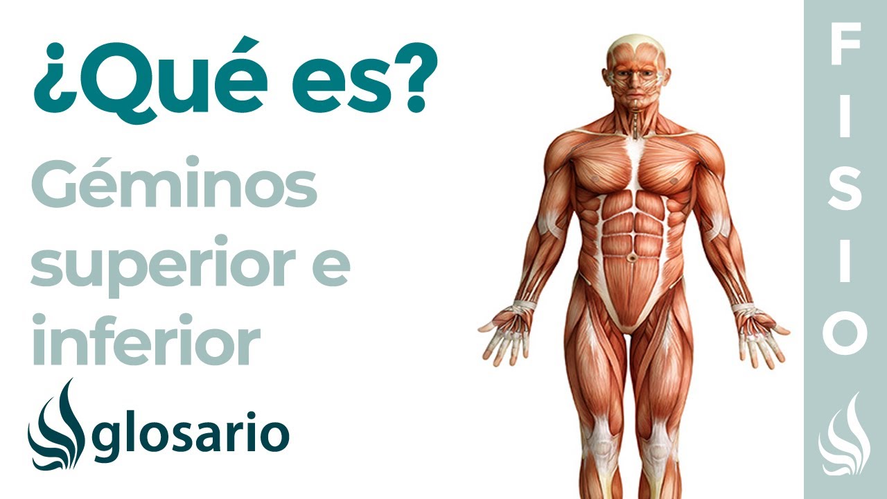 Músculos GÉMINOS SUPERIOR e INFERIOR | Qué es, ubicación, origen, inserción, inervación y función