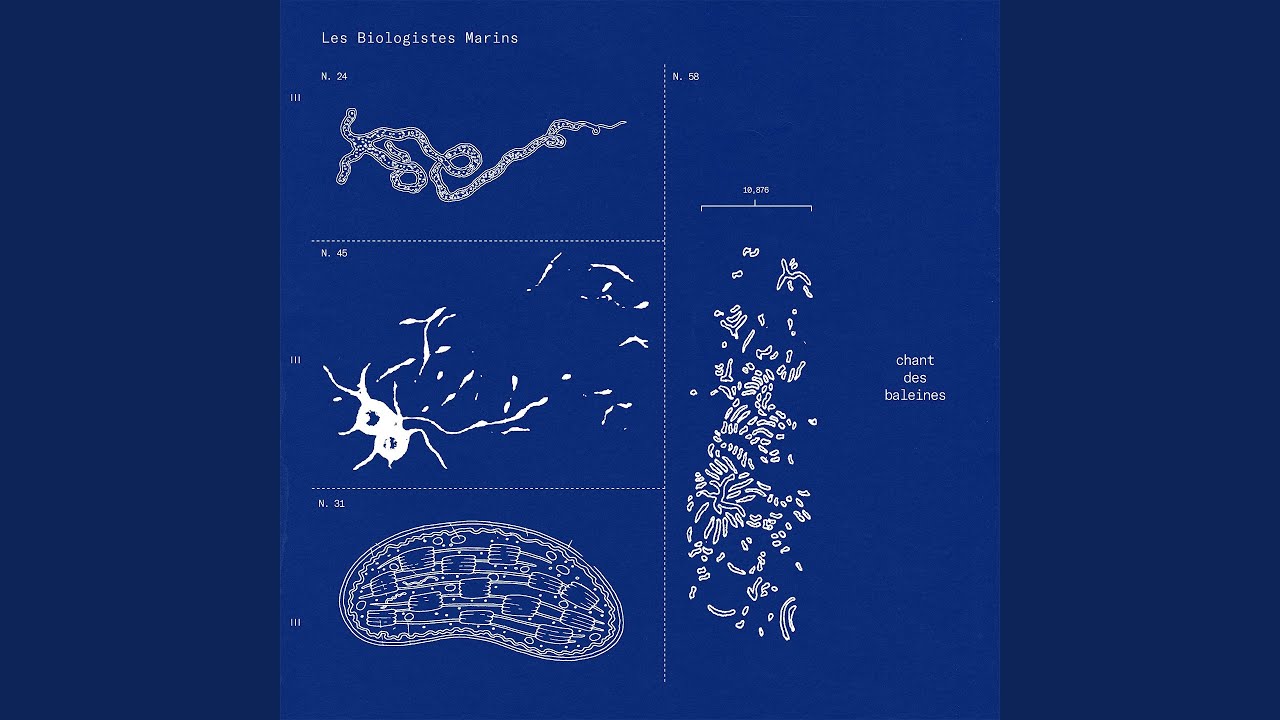 Chant des Baleines (feat. Anton Sconosciuto, Beatrice Miniaci)