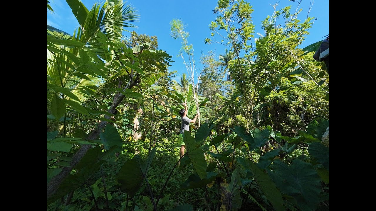 Cooking Traditional Utan Bisaya or Lay-uy That Has Been Cook Over a Century | Mindanao, Philippines