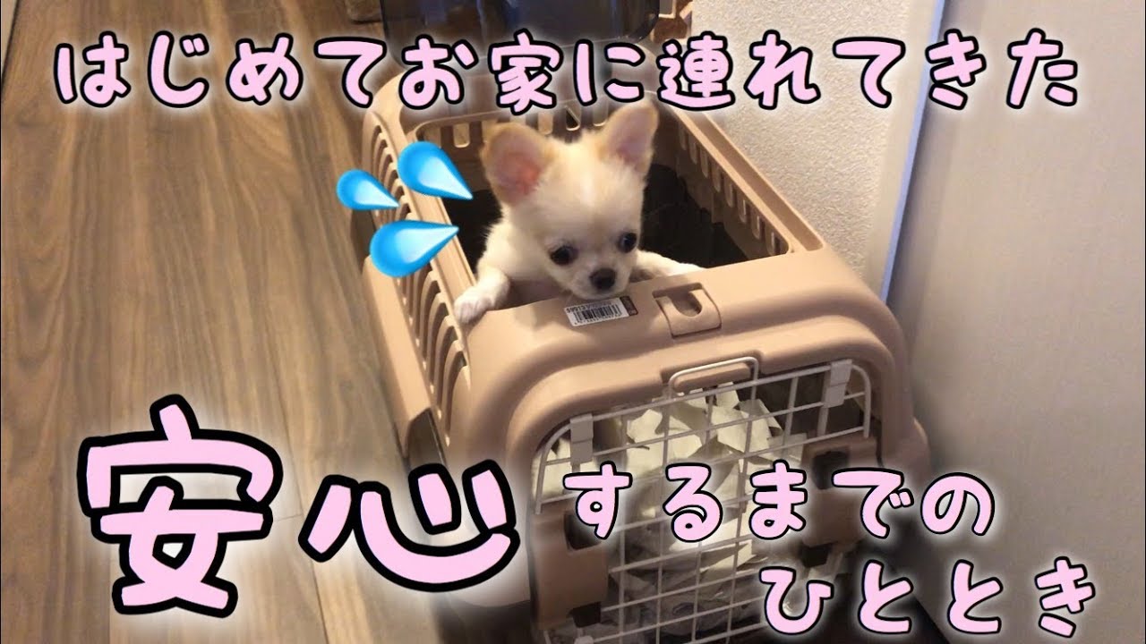 🔴初めてお家に連れて来た子犬チワワが安心するまでのひととき【みるく】【可愛い】【dog】【puppy】