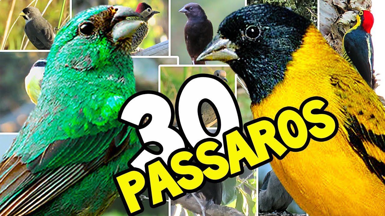 30 ESPÉCIES DE PÁSSAROS DO BRASIL NA NATUREZA