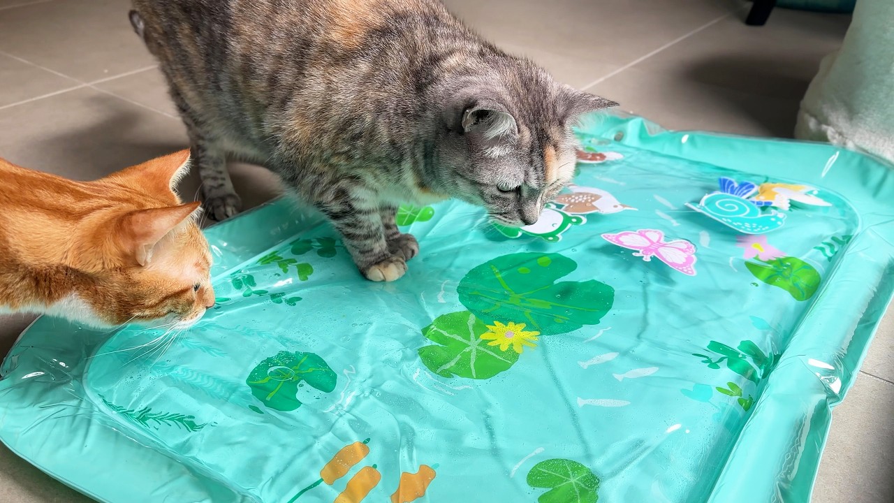 My cats test out the trending water toy for kids