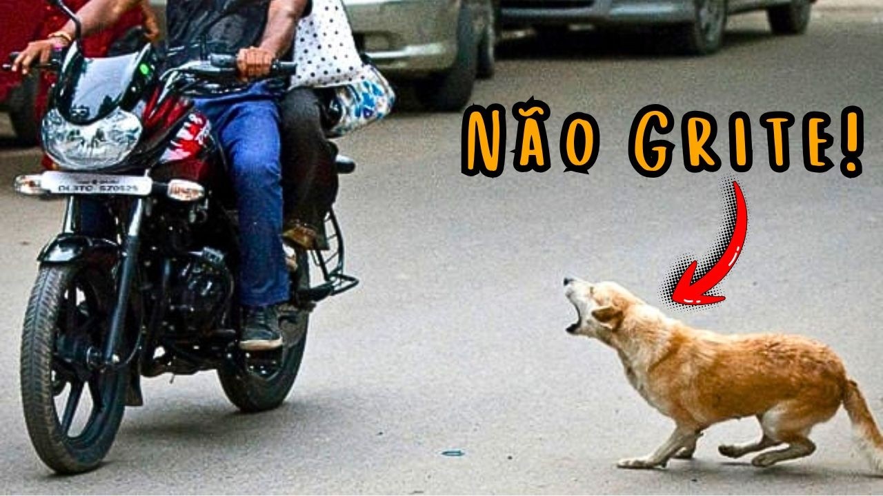 CACHORRO QUE PEGA GALINHA E CORRE ATRÁS DE MOTO