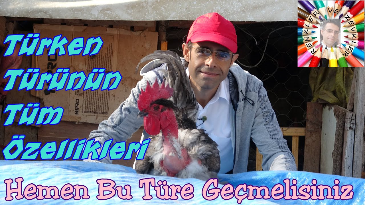 Türken Kümesine Daldım 🐓 (Kelboyun)