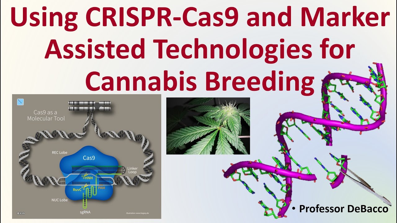 Using CRISPR Cas9 and Marker Assisted Technologies for Cannabis Breeding
