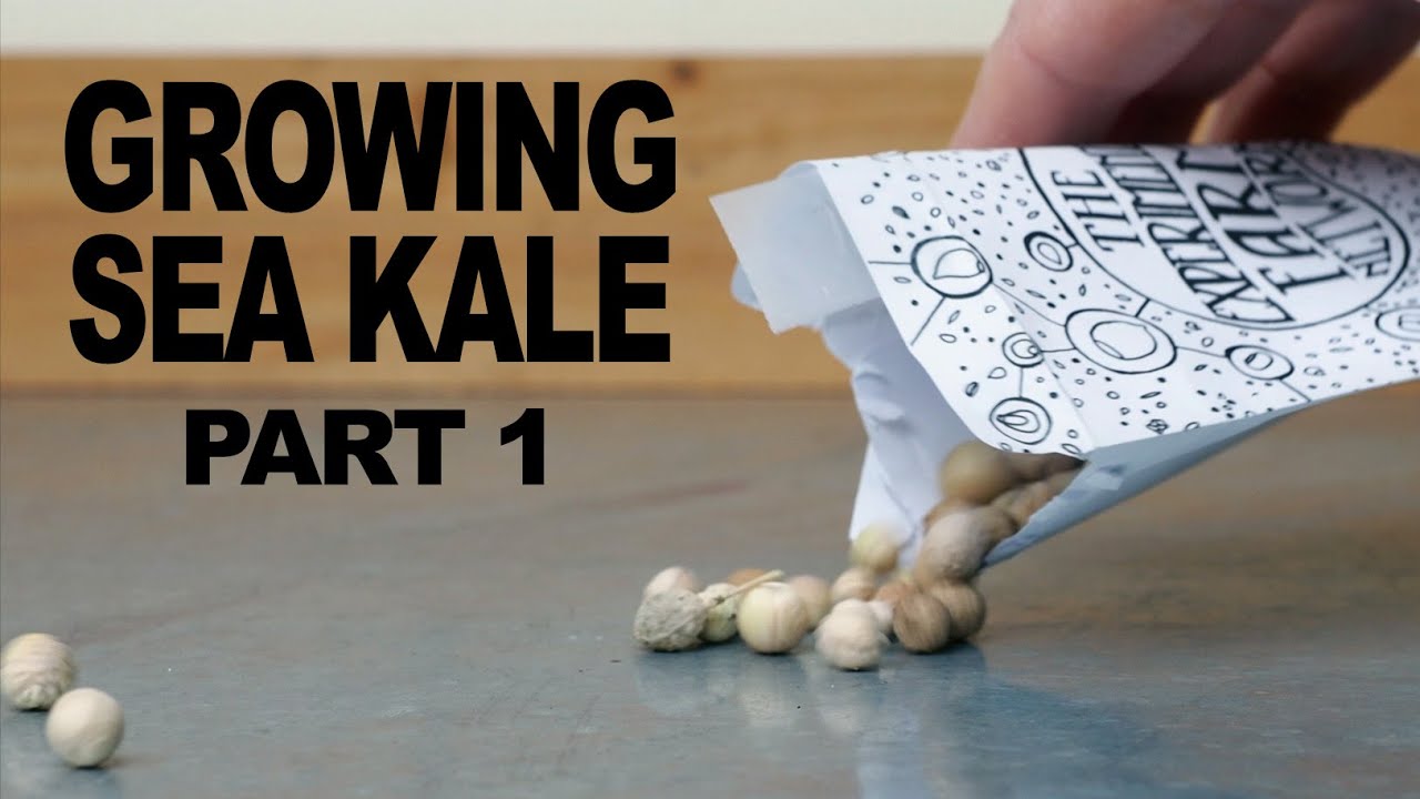 Growing Sea Kale from Seed - Part 1