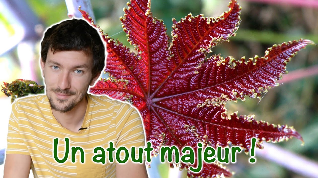L'huile de ricin en cataplasme, antidouleur, cheveux, peau, ongles..............;)
