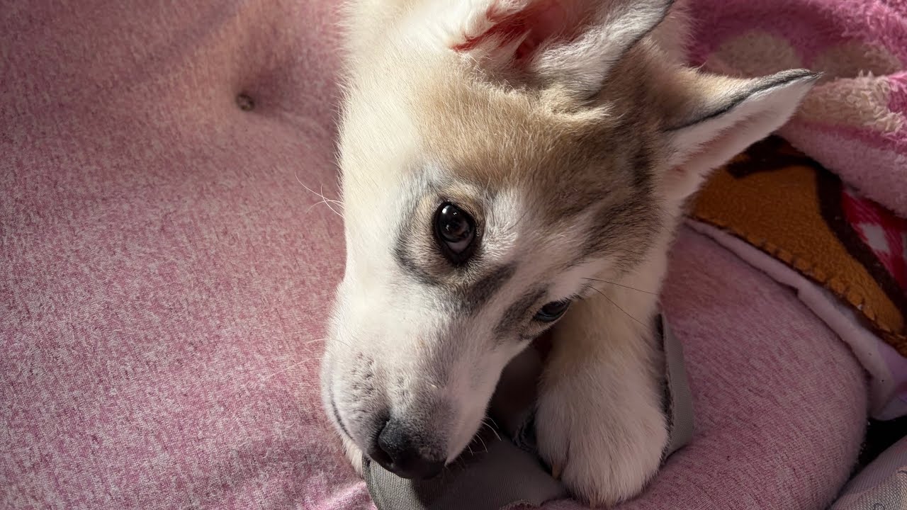 朝散歩🐕シベリアンハスキー5歳と4ヶ月のハク君[だぁ～ちゃん]
