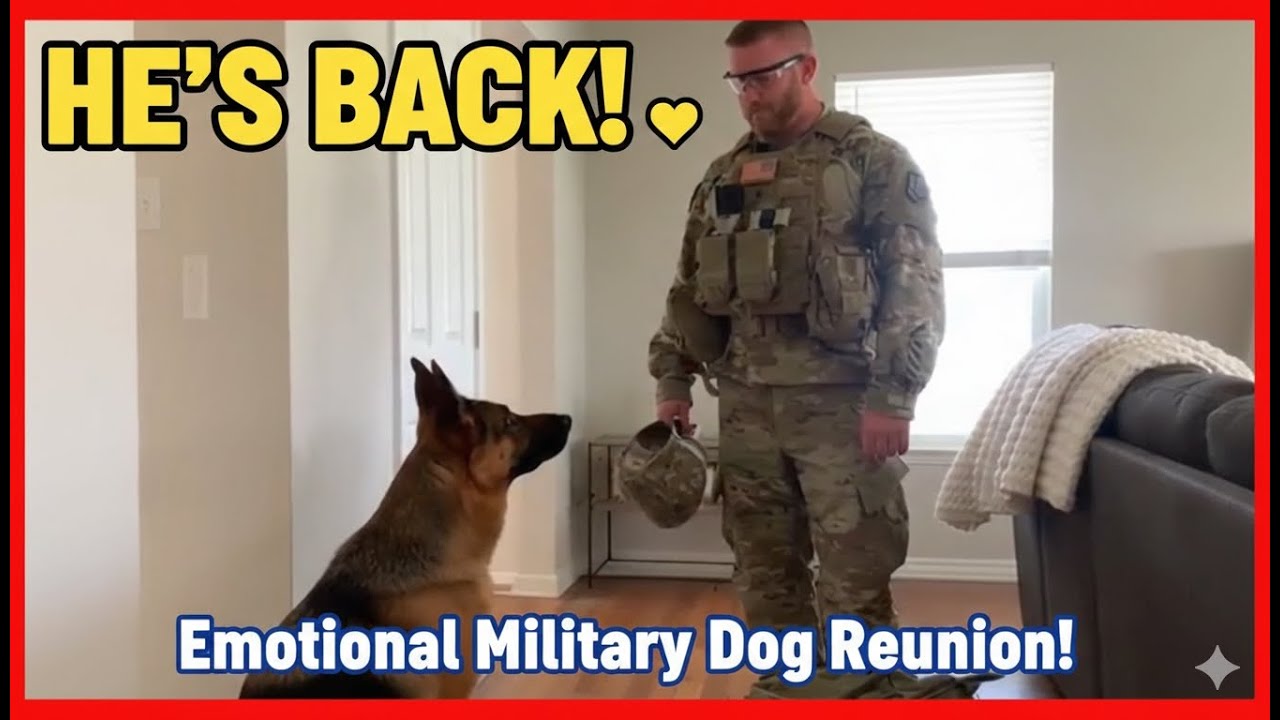 🐾 Soldier Comes Home Quietly — Dog Recognizes Him by Scent Alone