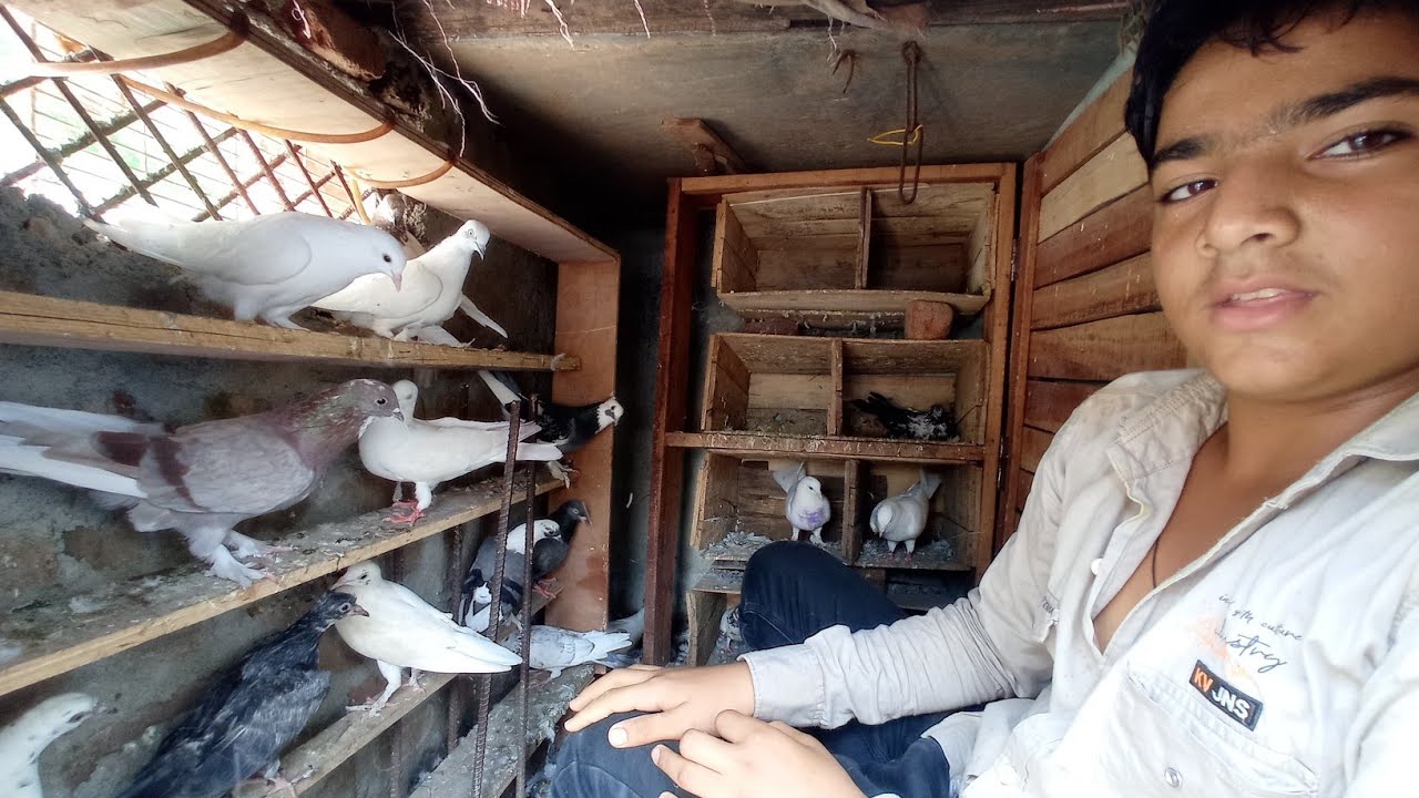 pigeon || 100₹ में कबूतर || raja bhai ke kabootar
