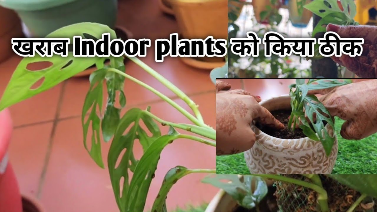 Indoor plants को कैसे ठीक करें !! Indoor plants fertilizer growing cuttings 